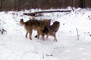 Wilki bawią się beztrosko w lesie pod Częstochową