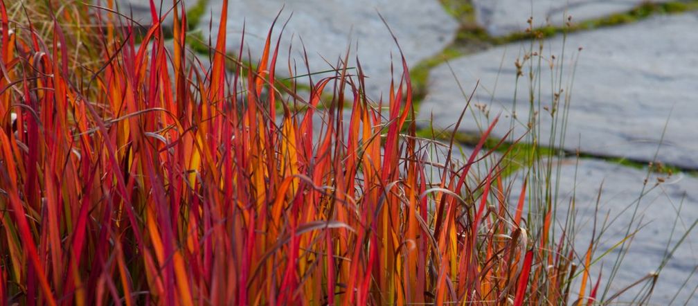 Imperata cylindryczna 'Red Baron'