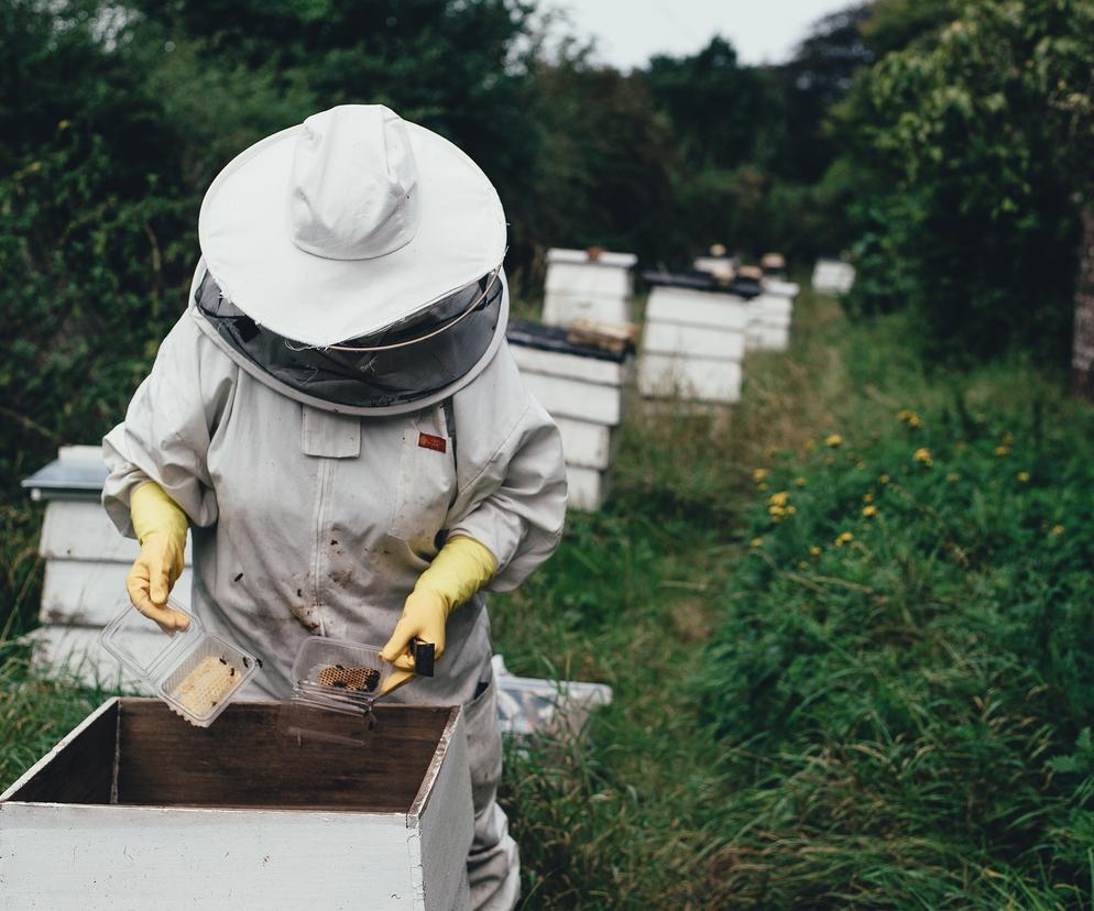 Warsztaty pszczelarskie dla każdego