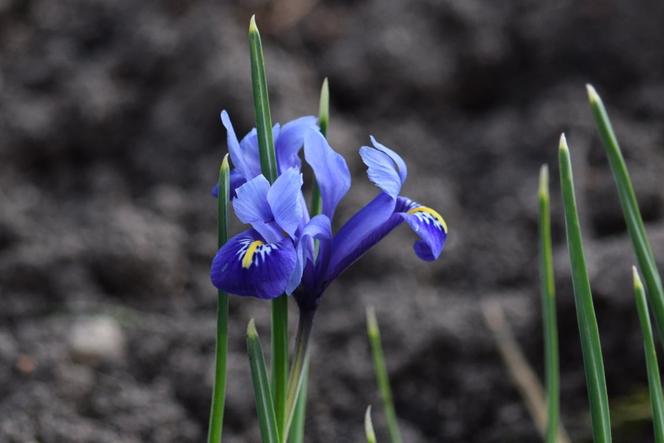 W Ogrodzie Botanicznym Uniwersytetu Wrocławskiego pojawiła się wiosna! [ZDJĘCIA]