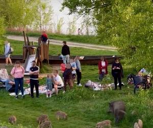 Zobaczcie tylko, co oni robią! Nagranie znad Wisły niesie się po sieci. Chwile grozy podczas rodzinnego pikniku