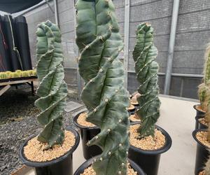 Cereus forbesii spiralis