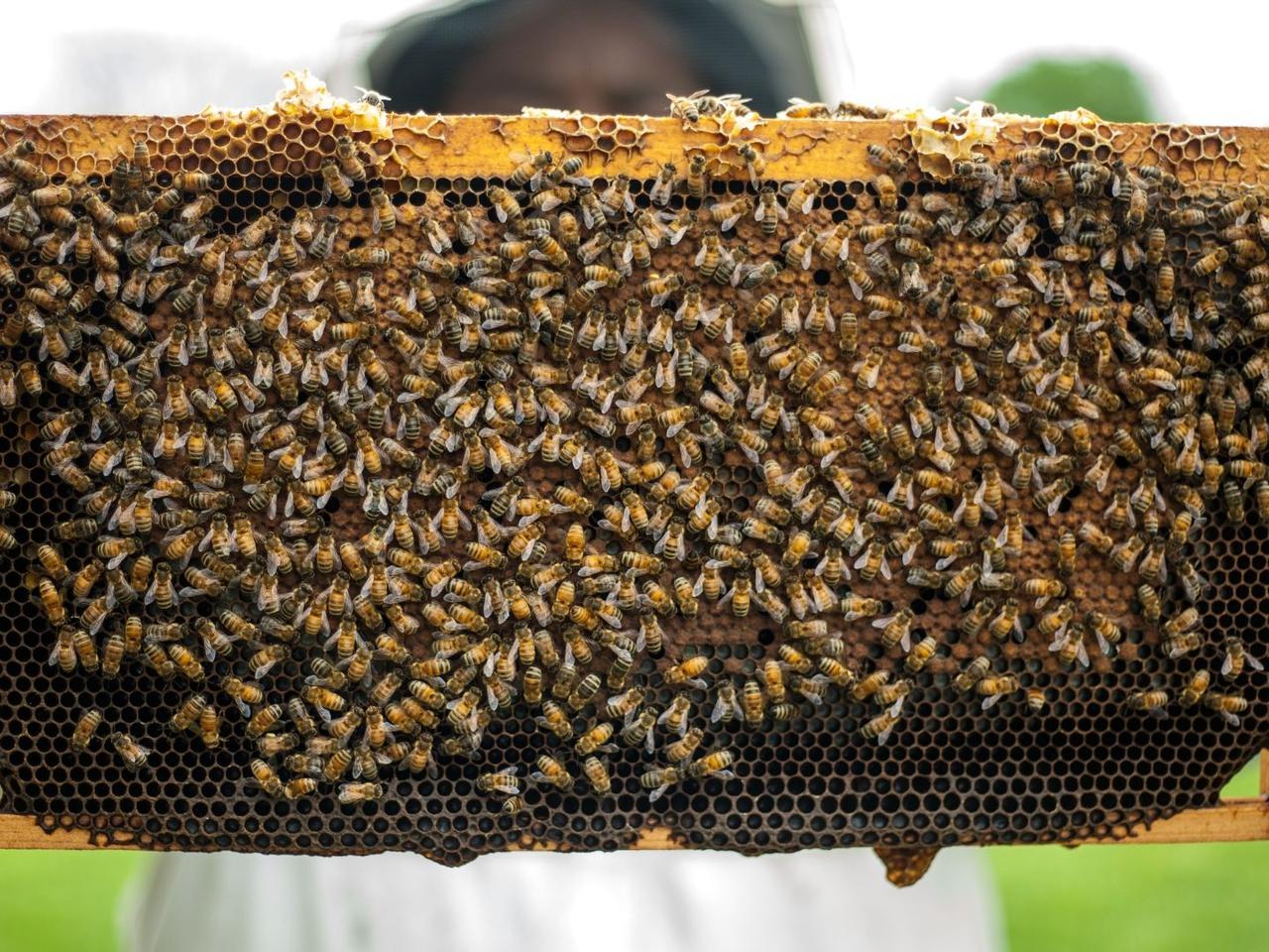 Pszczoły w Warszawie: w znanym miejscu stanęły trzy ule! Czy będą przeszkadzać mieszkańcom? 