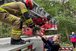 Kot utknął na drzewie. Spędził tam kilka dni. Na pomoc ruszyli strażacy [ZDJĘCIA]