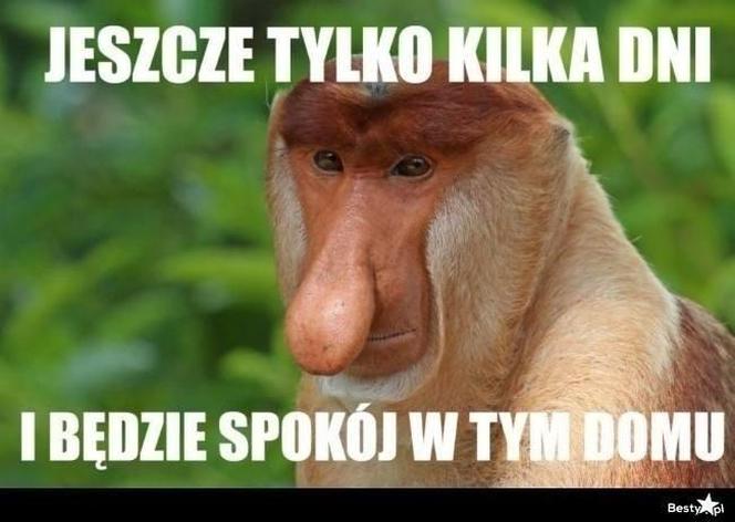 Rok szkolny tuż tuż! Zobacz najlepsze memy o końcu wakacji