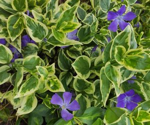 Barwinek pospolity ‘Illumination’