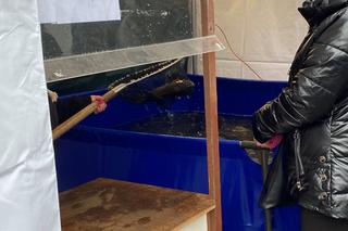 Ceny karpia w Zielonej Górze 2022