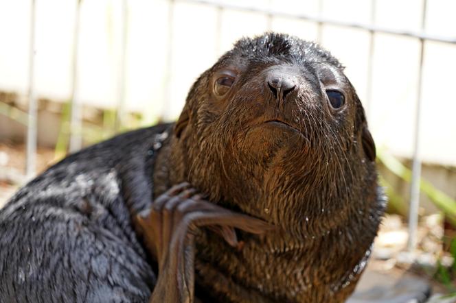 W ZOO Wrocław na świat przyszedł prawdziwy MODEL! Zobaczcie, jak pozuje młodziutki kotik