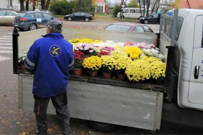Opole: Masowe odkupowanie kwiatów. ZK wspiera przedsiębiorców