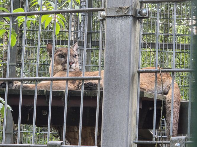 Zaglądamy do mieszkańców bydgoskiego ZOO. Kto mieszka w sercu Myślęcinka?