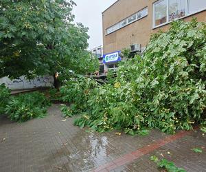 Powalone drzewo po burzy