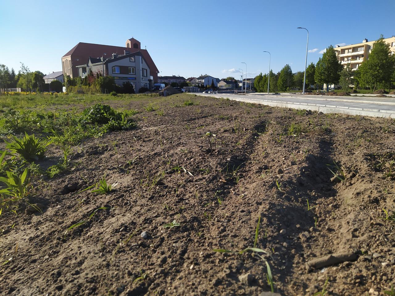 Łąka kwietna przy ul. Monte Cassino w Siedlcach zniszczona. Co dalej? [FOTO]