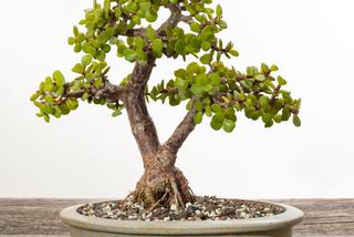 Portulacaria afra - doskonały sukulent na drzewko bonsai