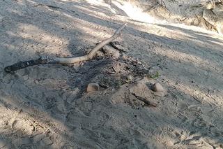 Tak wygląda dzika plaża w Smukale