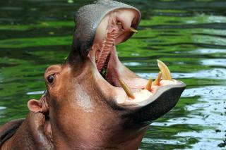 Hipopotamy żyły kiedyś w Europie?! Wstrząsające odkrycie naukowców!