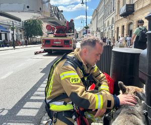 Niezwykła akcja strażaków na Nowym Świecie. Pies hasał po dachu kamienicy