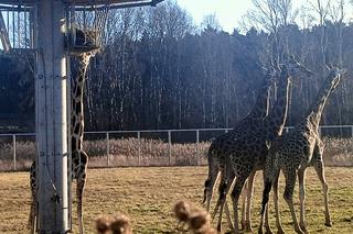 Żyrafy z poznańskiego zoo poczuły wiosnę
