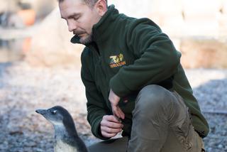 Nowy pingwin we wrocławskim zoo