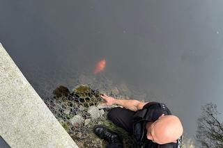 Strażnicy miejscy uratowali złotą rybkę. Poprosili ją o tysiąc złotych podwyżki