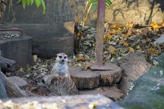 ZOO Wrocław ze specjalną ofertą. Dodatkowy dzień zwiedzania za darmo 