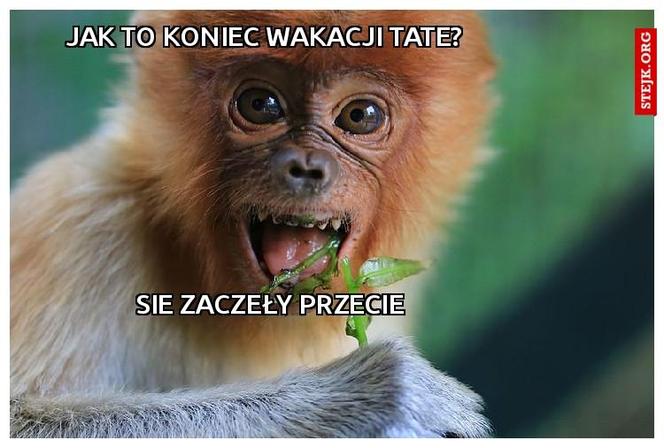 Memy na koniec wakacji