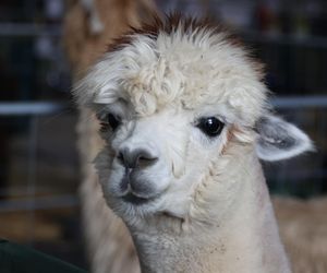 ZooPark w Lublinie. Można podziwiać zwierzęta z całego świata!