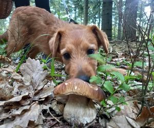 Taaaakie grzybobranie w Świetokrzyskiem. Królują borowiki szlachetne i ceglastopore