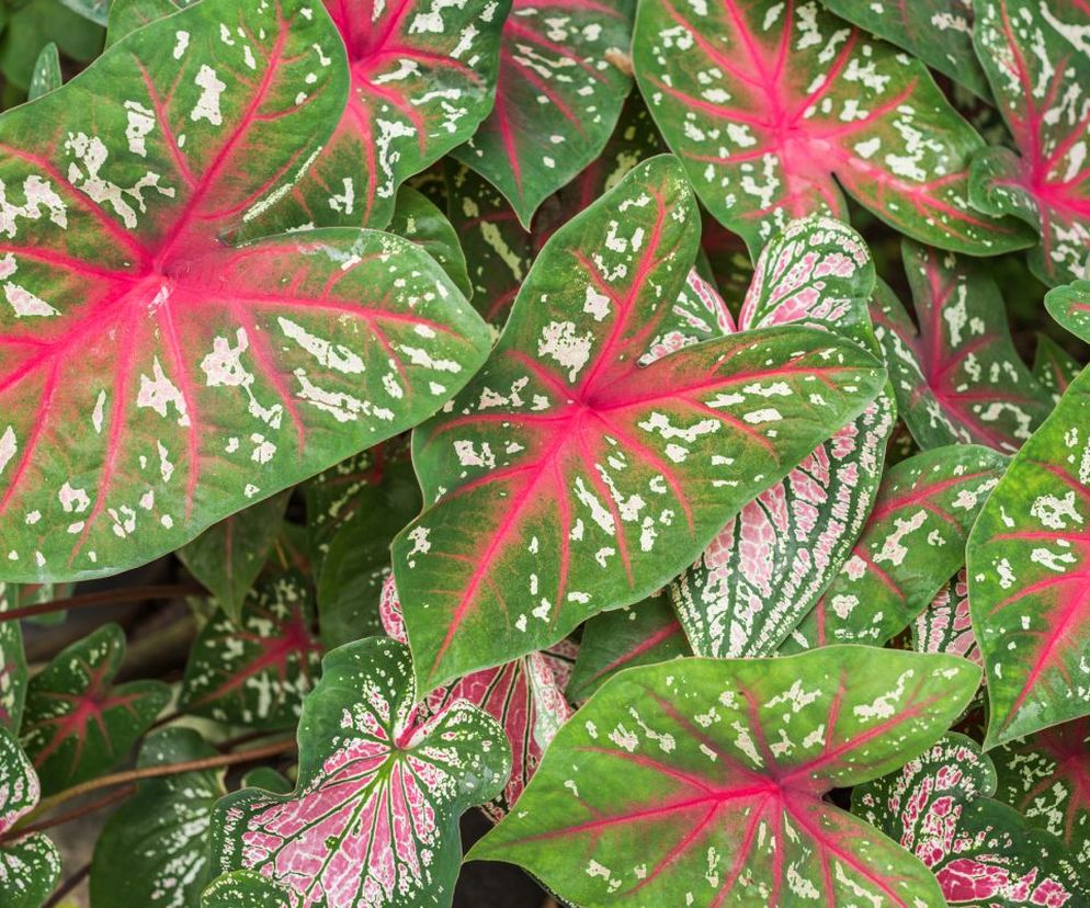 Kaladium 