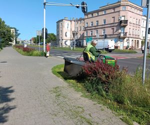 Trawniki w Lesznie wybujały. Koszą prawie codziennie [ZDJĘCIA]