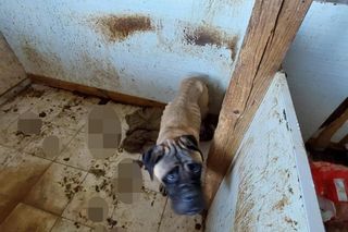 Żyły w katastrofalnych warunkach. Interwencja w hodowli bullmastiffów na Podlasiu