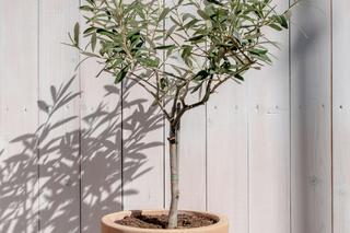 Sadzonki drzewek oliwnych lub niweielkie drzewka mozna kupić w marketach ogrodniczych