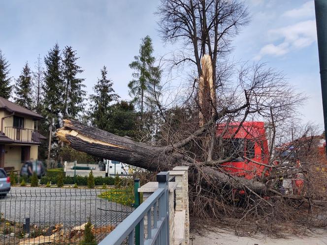 Nowy Sącz. Ciężarówka uderzyła w drzewo i zwaliła je na prywatną posesję. Jedna osoba poszkodowana