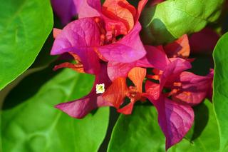 Bougainvillea 'Vera Deep Purple' [Porada eksperta]