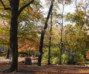 Park Wilsona jesienią