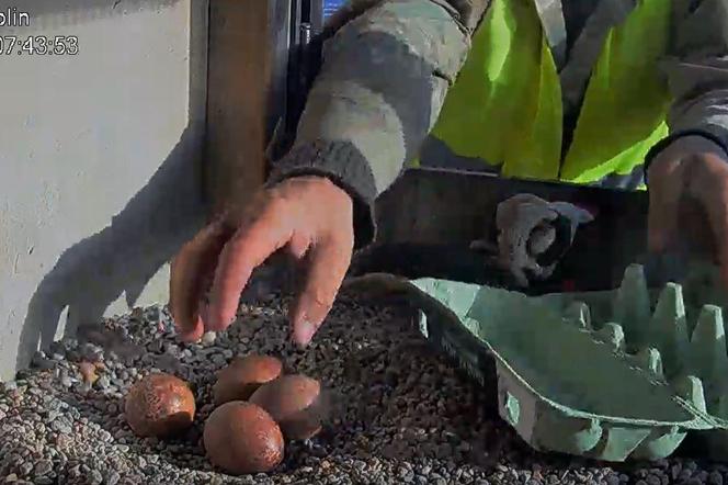 Jajka lubelskich sokołów zostały zabrane 