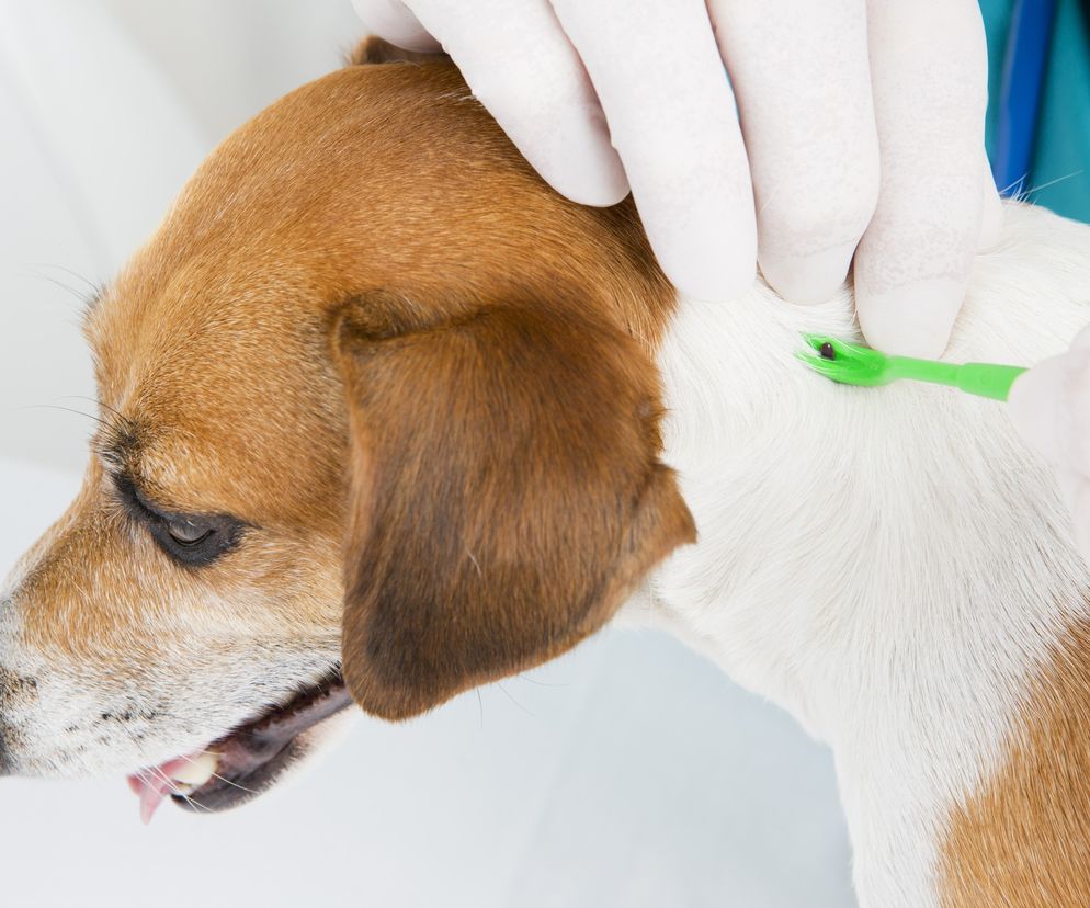 KLESZCZ U PSA - usuwanie. Objawy chorób odkleszczowych