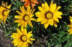 Gazania lśniąca