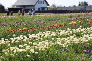 Świto Tulipanów 2025