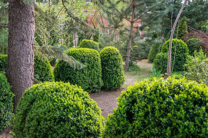 Bukszpan wieczniezielony