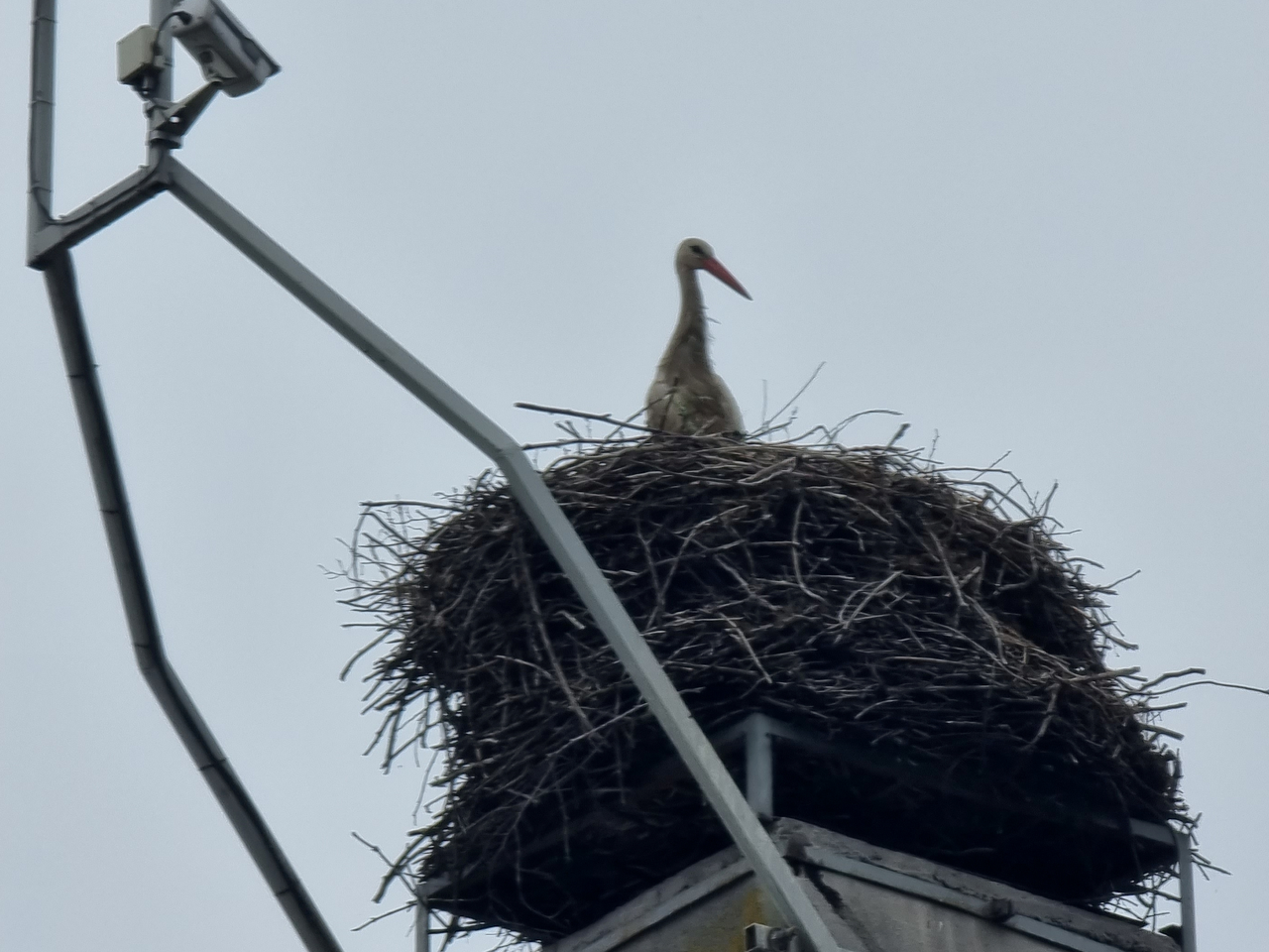 Mama zostawiła swoje dziecko! Ptasi dramat w Przygodzicach [ZDJĘCIA] 