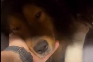 Znęcali się nad psem