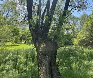 Najdłuższy park w Polsce jest w Krakowie. Ledwo widać go na mapach, a jest pełen atrakcji