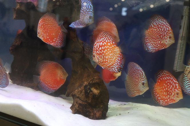 ZooPark ponownie przyciągnął do Targów Lublin tłumy miłośników zwierząt