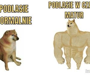 Memy o maturze