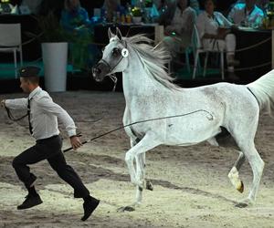 Porażka Pride of Poland 2024? Zyski są zdecydowanie niższe niż rok temu