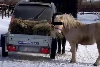 Kuce z Ady kradną sianko