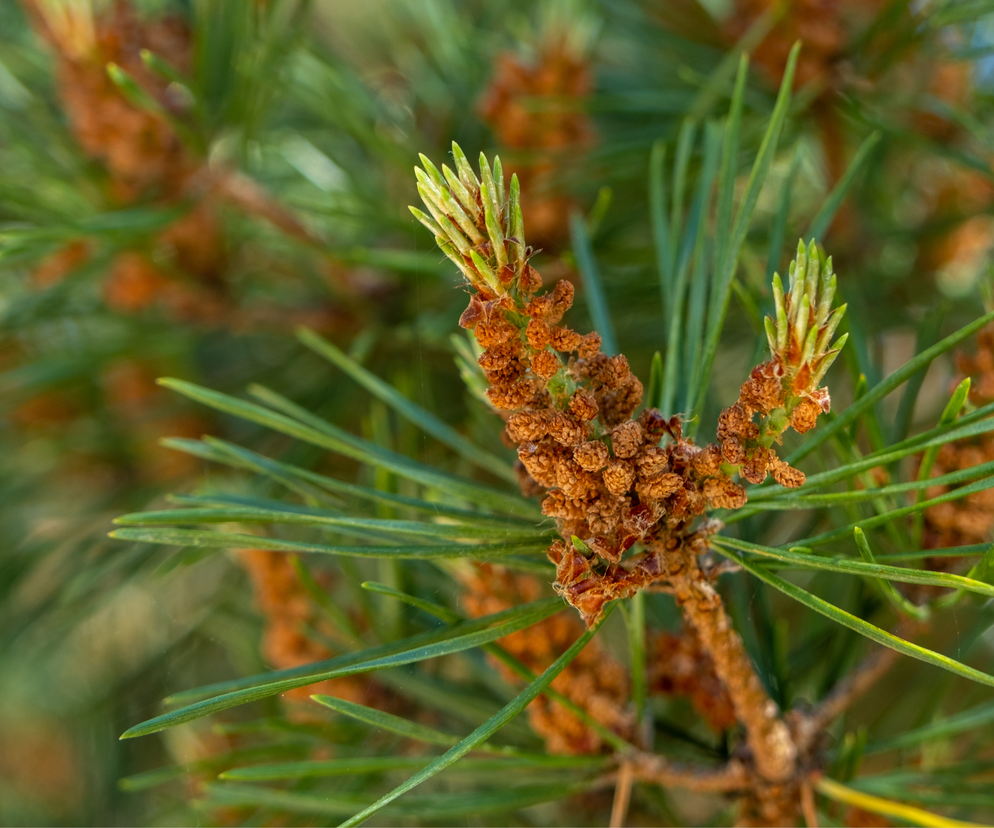 Genialny syrop, który wzmacnia drogi oddechowe. Składniki zbieraj już teraz