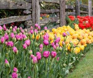 Tulipany