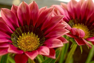 Mądre życzenia imieninowe dla Janiny. Zamiast wszystkiego najlepszego wyślij jej życzenia z przesłaniem