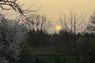 Wiosna w Lublinie rozkwitła kolorami! 